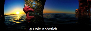 2 camera Panorama newport beach by Dale Kobetich 